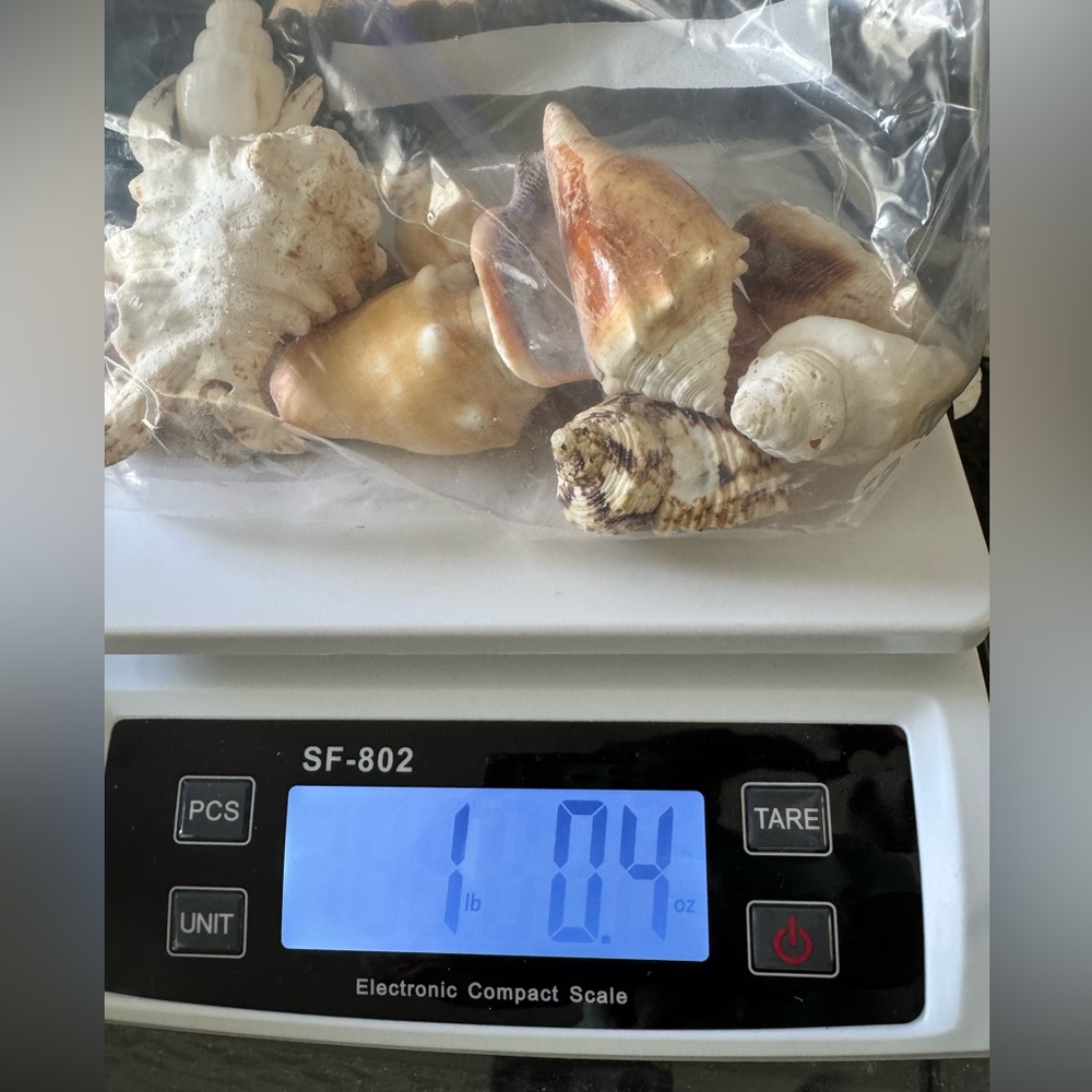 Beautiful Assorted Non-Mollusks Seashell Collection - Picture 2 of 2